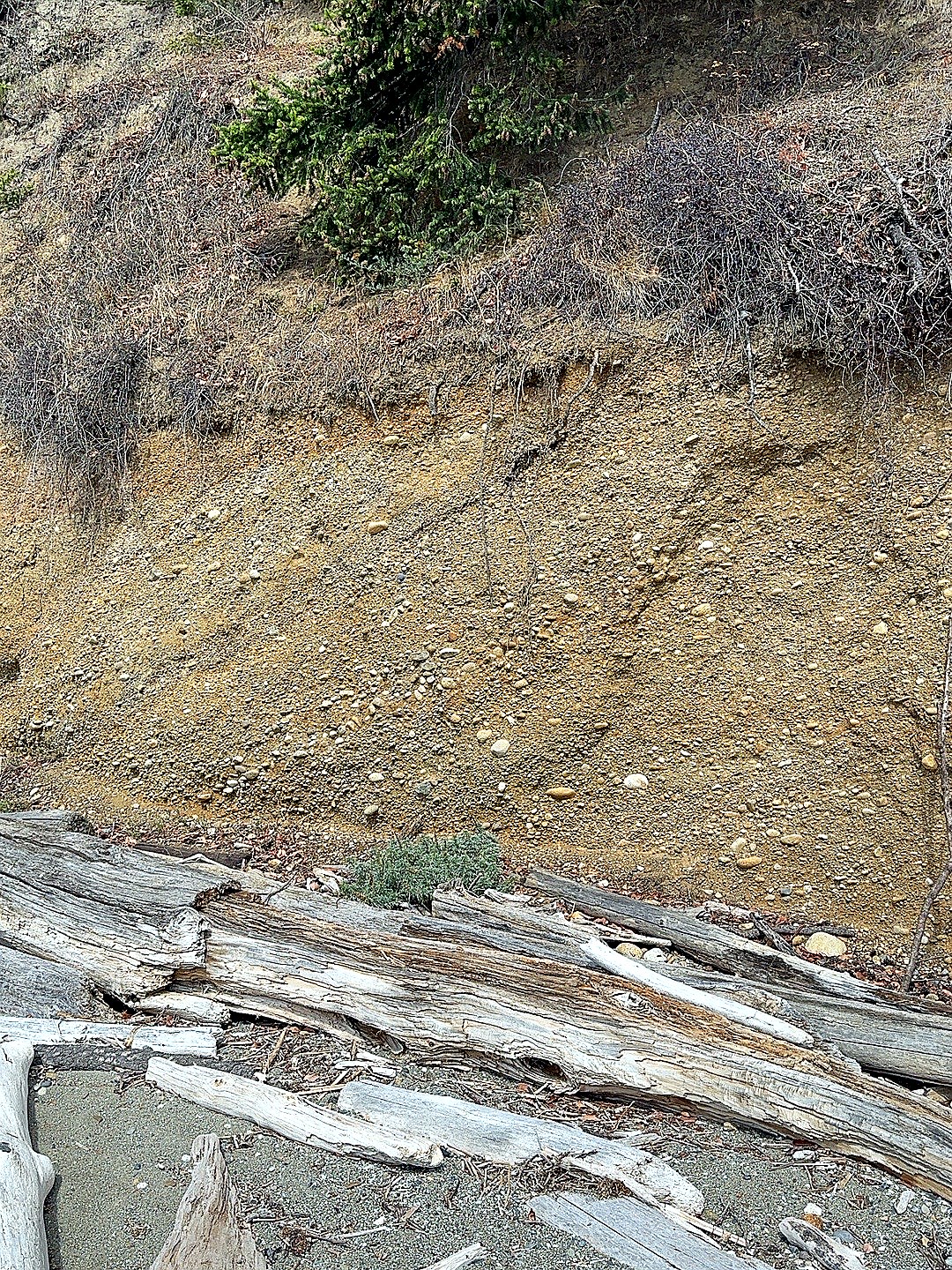 Driftwood at the base of the cliff beside an eroding slope