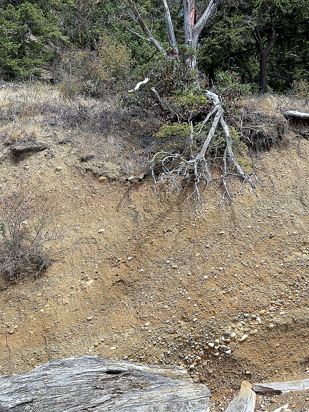 Exposed tree roots hanging over the sea cliff