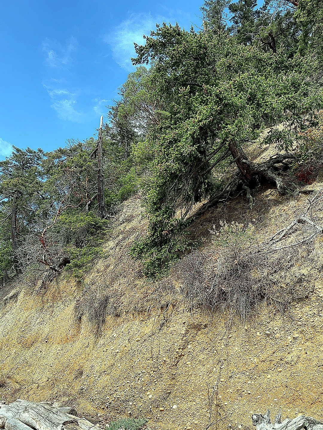 Tree leaning seaward as the cliff edge retreats