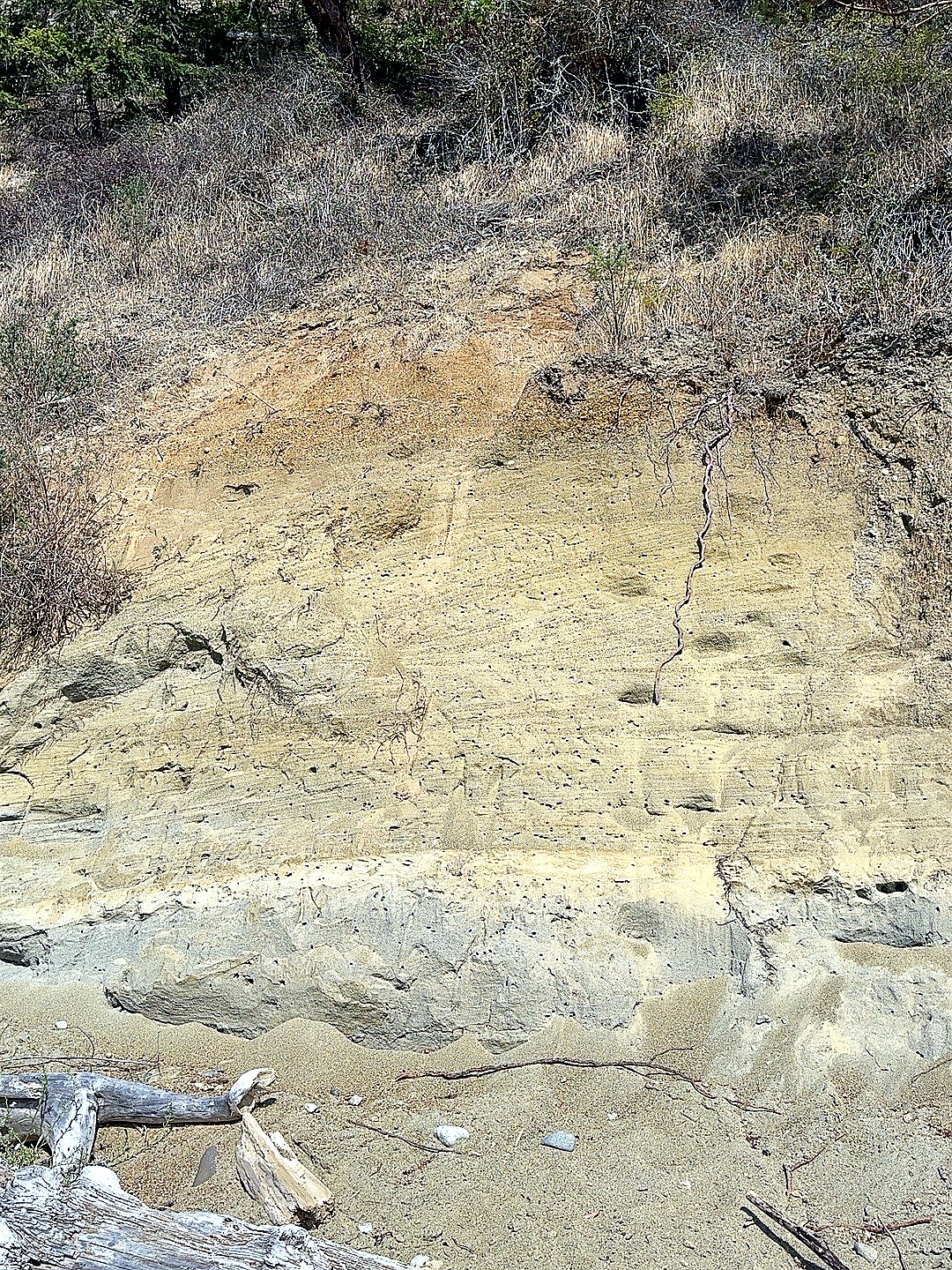 Small holes in the fine sandy face of the sea cliff