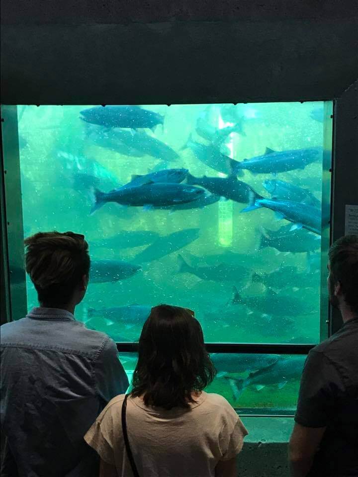 Sockeye salmon viewed through the underwater viewing windows at the Ballard Locks