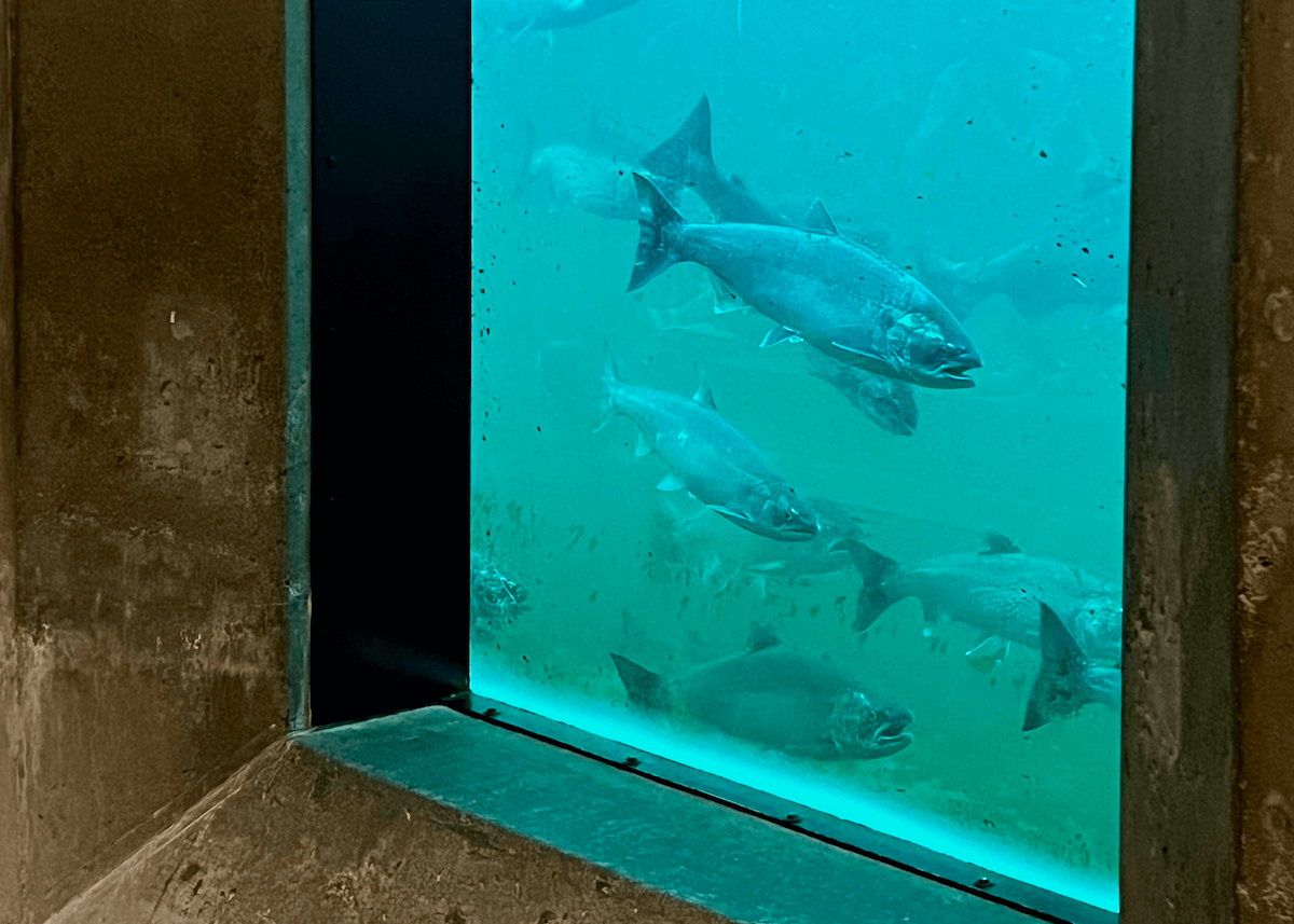 Fish ladder at the Ballard Locks, Seattle