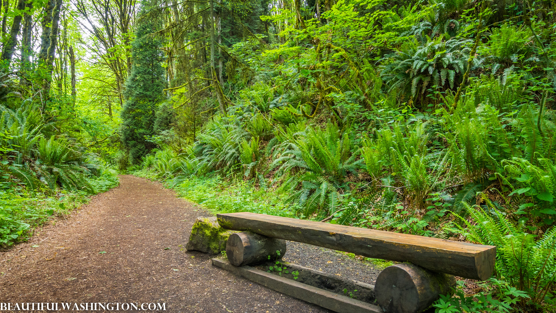 Coal Creek Trail through forest
